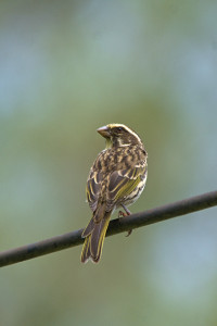 Oloolua Nature Trail
